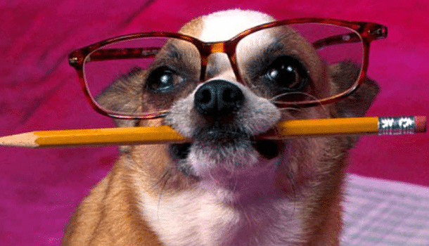 Dog with glasses and a pen in his mouth